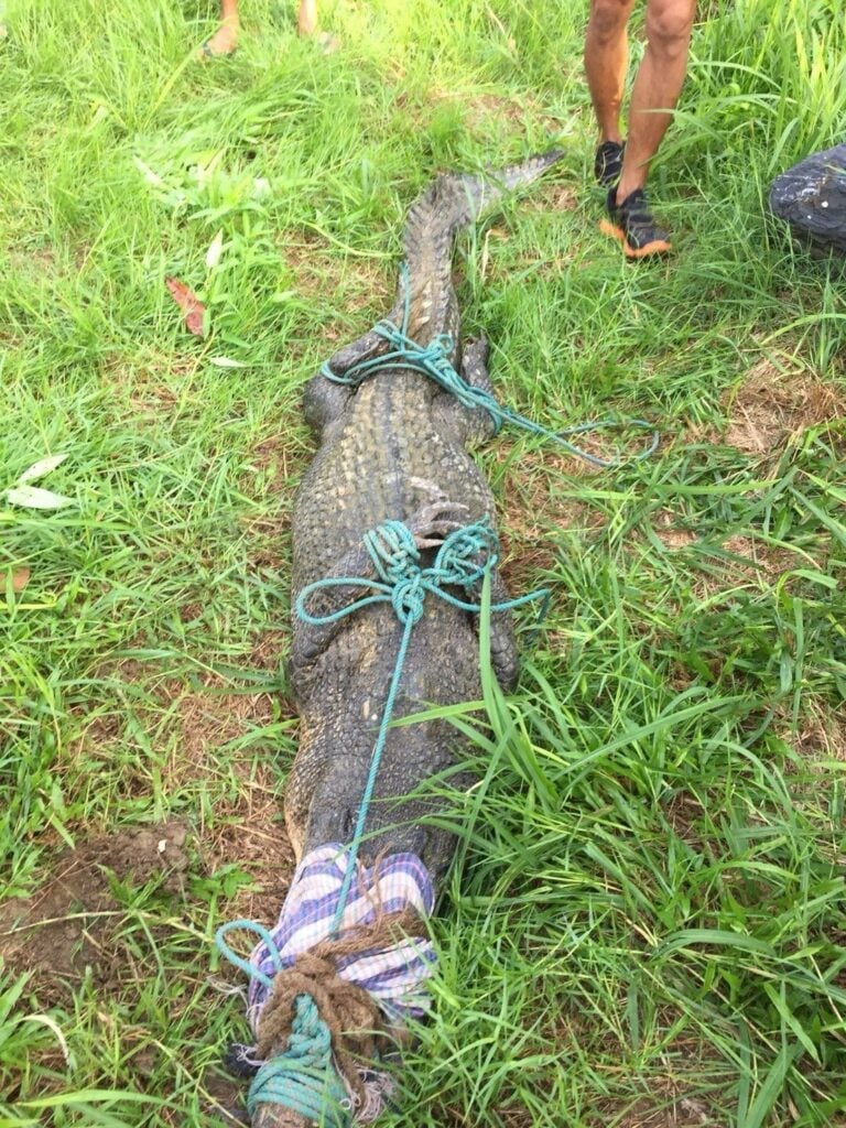 'Yanui' the crocodile is probably from a crocodile farm | News by Thaiger