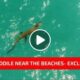 Love Rawai FB page captures the actual crocodile, on video | The Thaiger