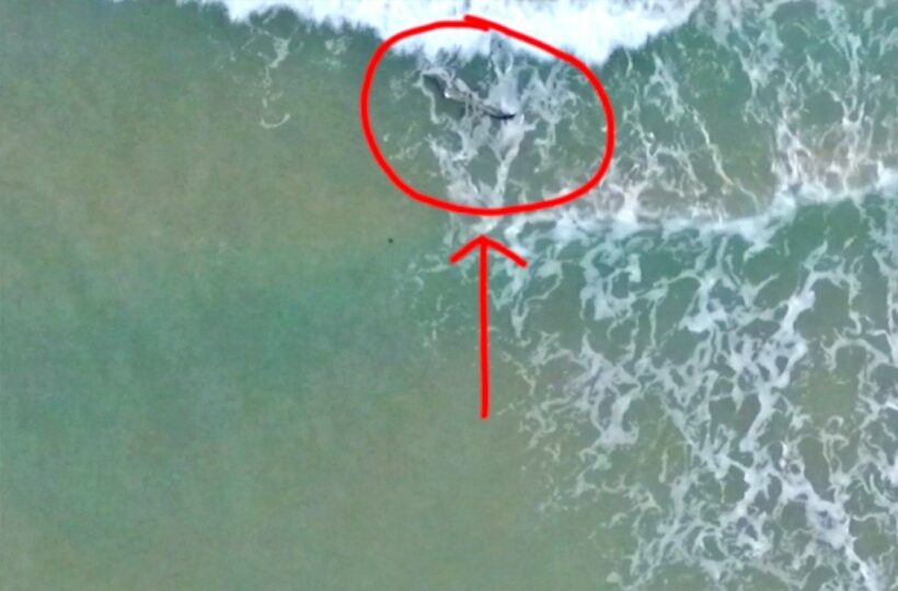 Phuket crocodile spotted off Laypang Beach