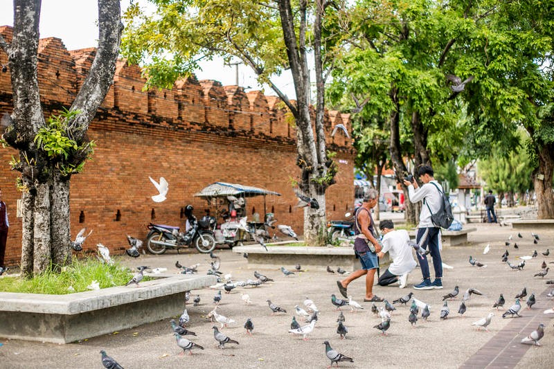 Chiang Mai: Don’t feed the pigeons