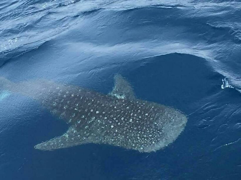 Whale shark sighted off Phuket