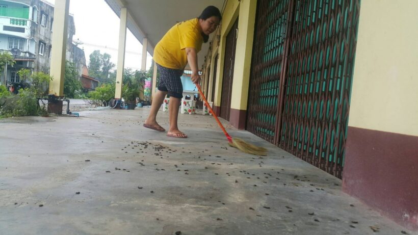 Krabi millipede invasion