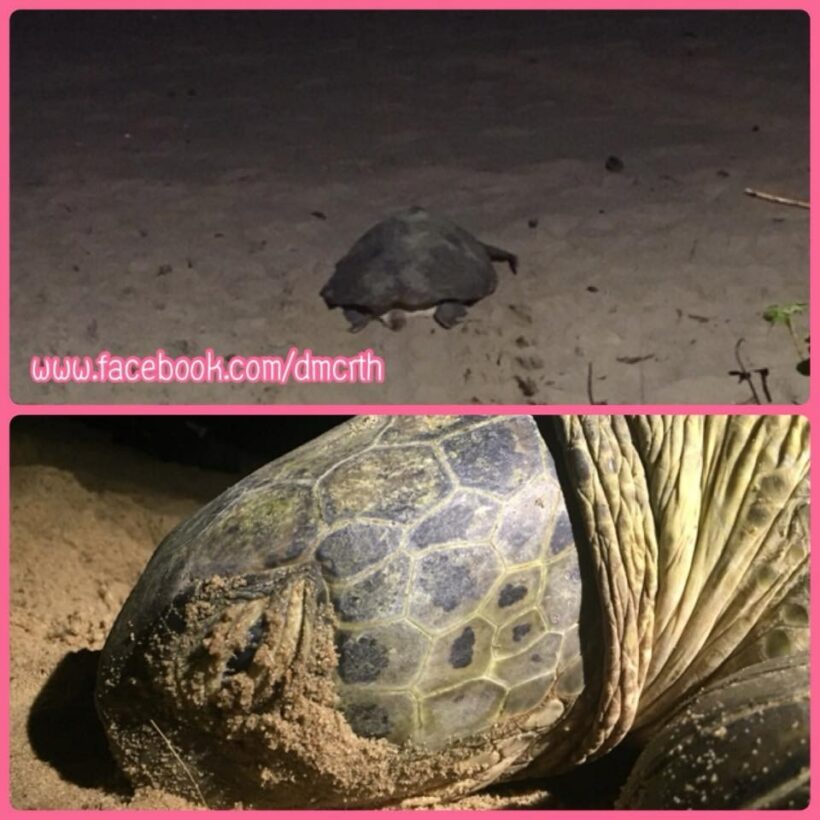 Sea turtle has laid eggs on Nai Thon Beach after ten years