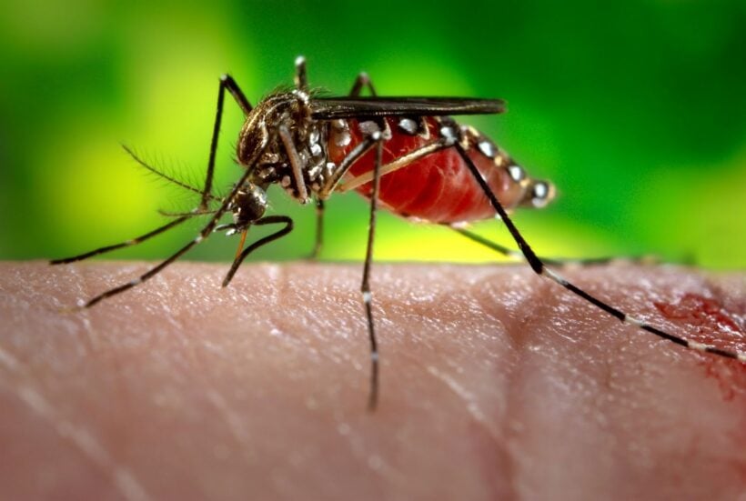 Could ‘Wolbachia’ mosquitoes be the best fight against Dengue