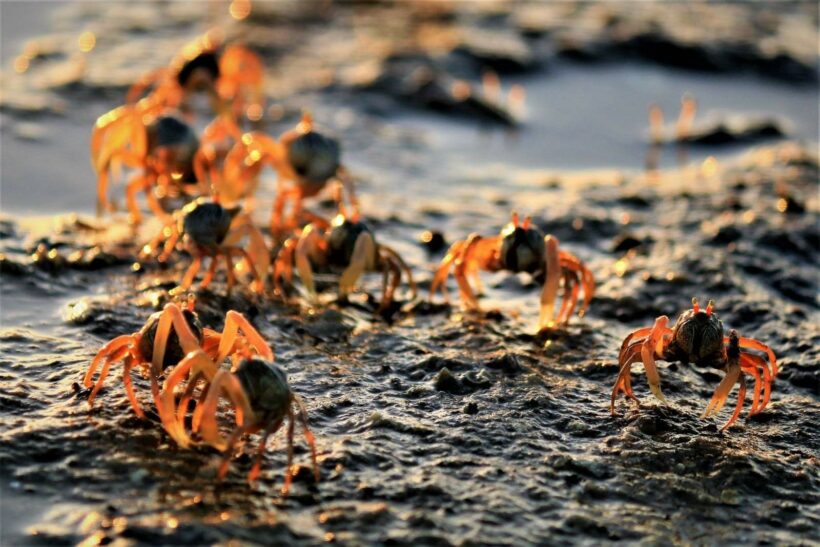 Millions of soldier crabs found on Krabi beach