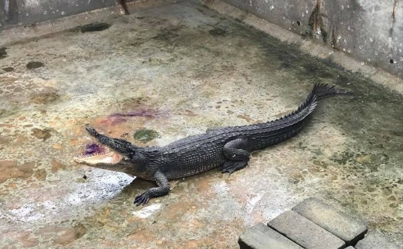 ‘Yanui’ believed to be a mixed-breed crocodile