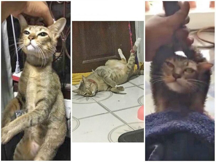 Bangkok cat owner faces cruelty charges