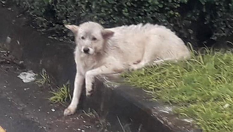 Phang Nga’s white dog is waiting for its owner