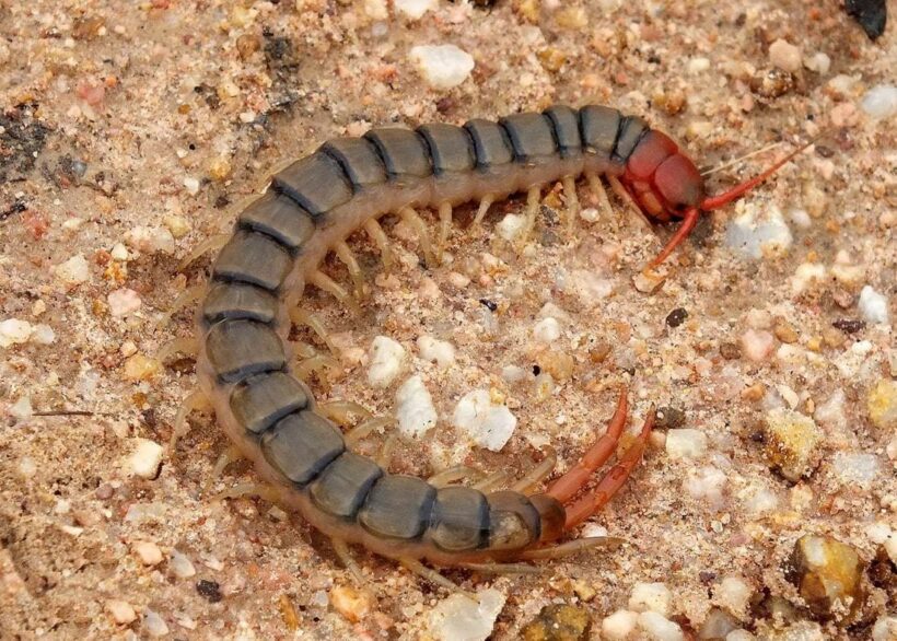 Centipedes “if you aggravate them they will bite”