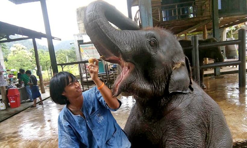 The world’s first mahout training school opens in Chiang Mai