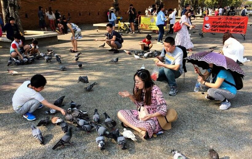 Illegal bird feed vendors arrested at Tha Pae Gate, Chiang Mai.