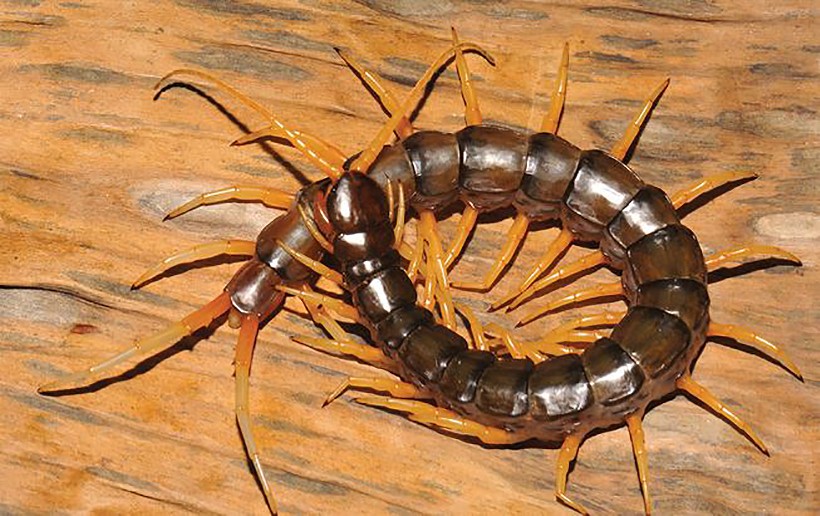 Woman dies after being bitten by centipede