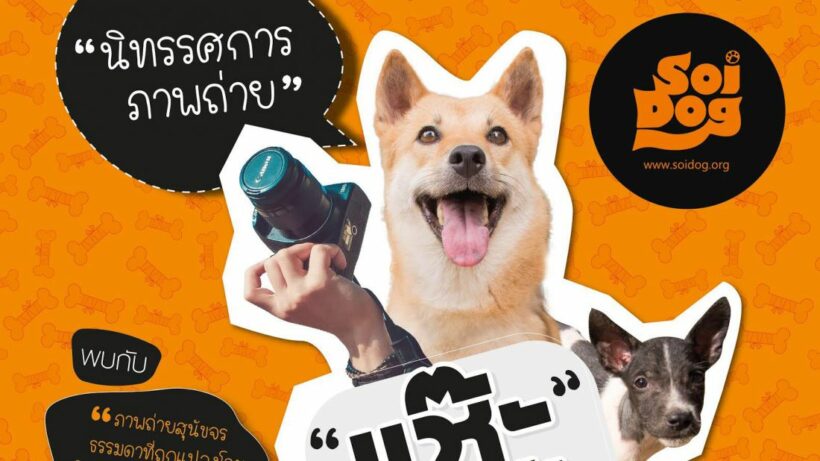 นิทรรศการภาพถ่าย แช๊ะ เปลี่ยน ชีวิต – เปลี่ยนมุมมองใหม่ให้สุนัขจรน่ารักน่าเลี้ยง | The Thaiger