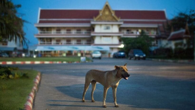 Tak woman is 16th rabies death this year