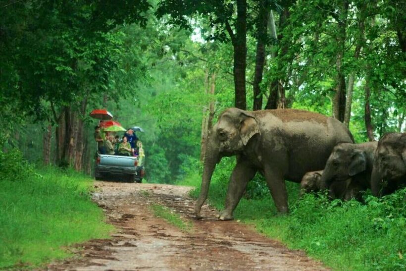 Natural alternative to elephant tourism in Prachuap Khiri Khan