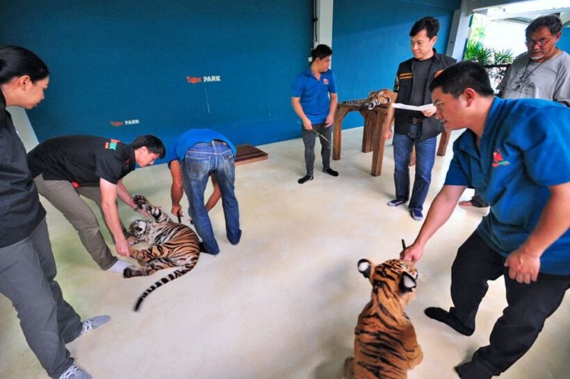 Thai tiger farms investigated for links to black market