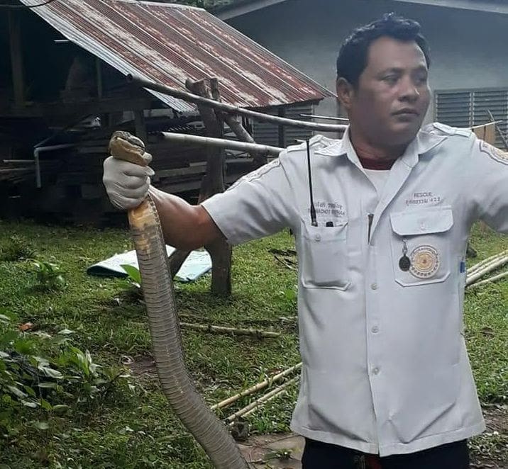 3 metre king cobra caught in Thalang