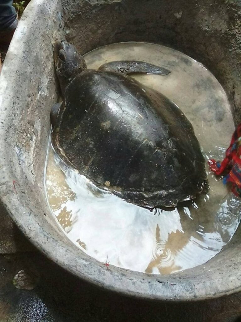Four live, one dead sea turtle, washed up on Phuket Beach | News by Thaiger