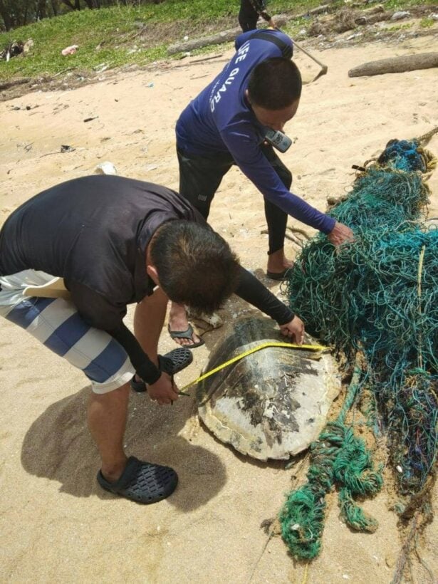 Four live, one dead sea turtle, washed up on Phuket Beach