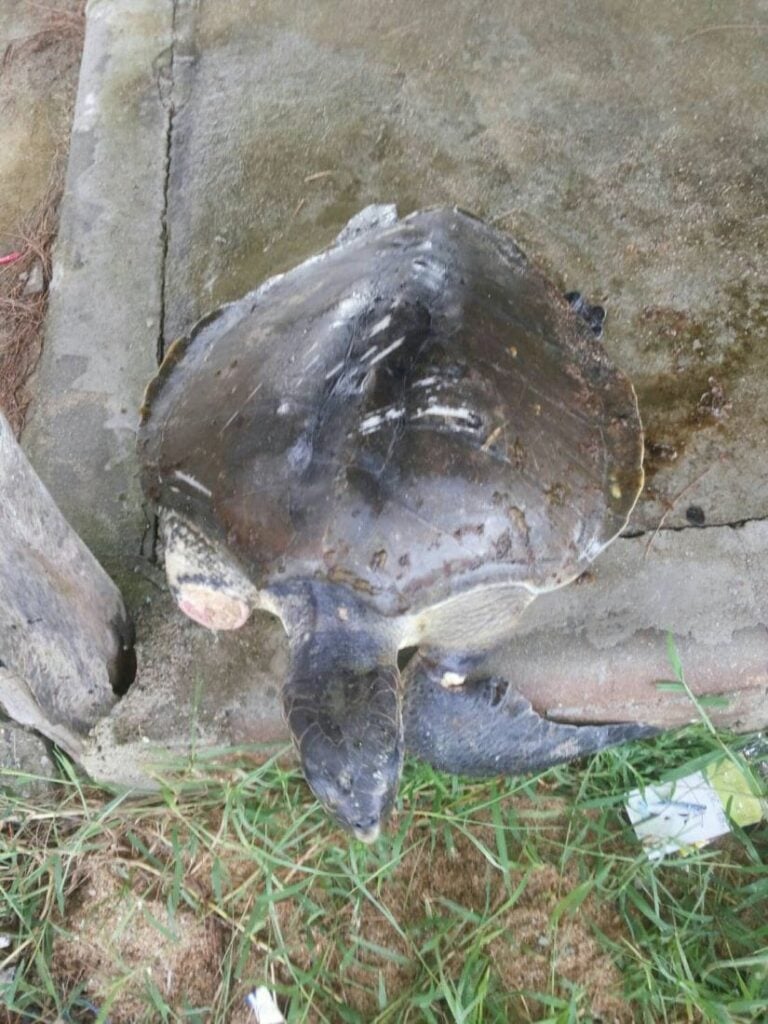 Four live, one dead sea turtle, washed up on Phuket Beach | News by Thaiger