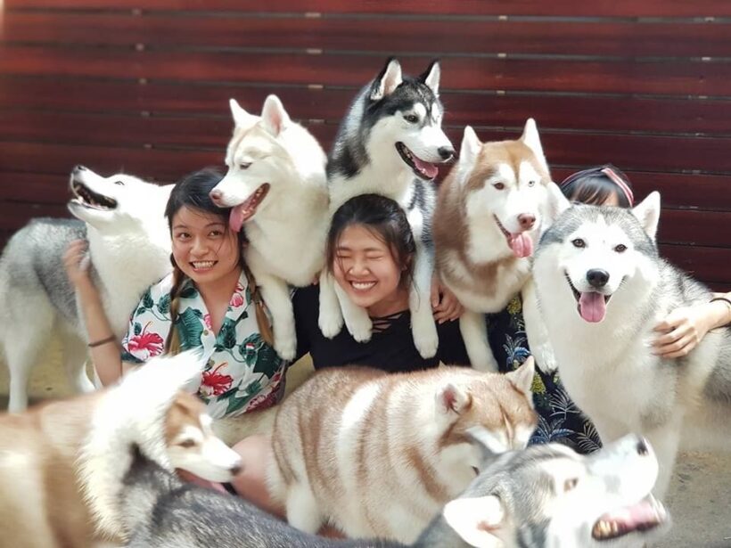 Bangkok’s gone to the dogs