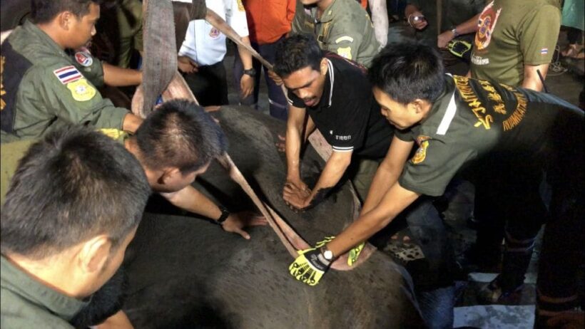 Elephant electrocuted in Samut Prakan