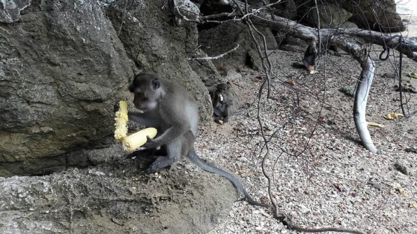 Koh Payu monkeys have a fruit feast | News by Thaiger