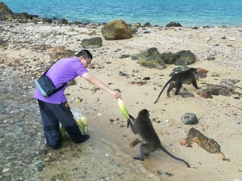 Koh Payu monkeys have a fruit feast