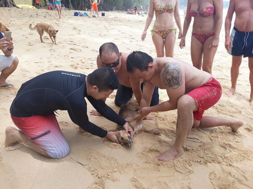 Dog drowns off Nai Thon Beach