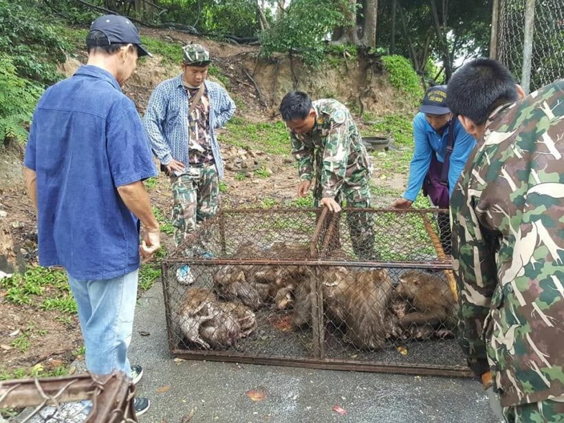 129 Phuket monkeys caught for sterilisation