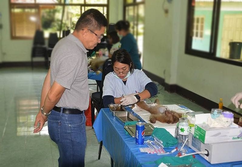 Phuket monkey sterilisation Stage Two underway