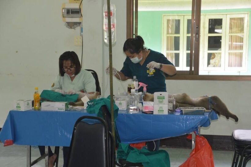 Phuket monkey sterilisation Stage Two underway | News by Thaiger