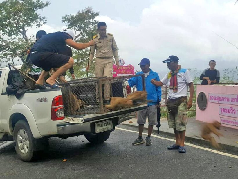 70 monkeys back home at Khao To Sae after sterilisation