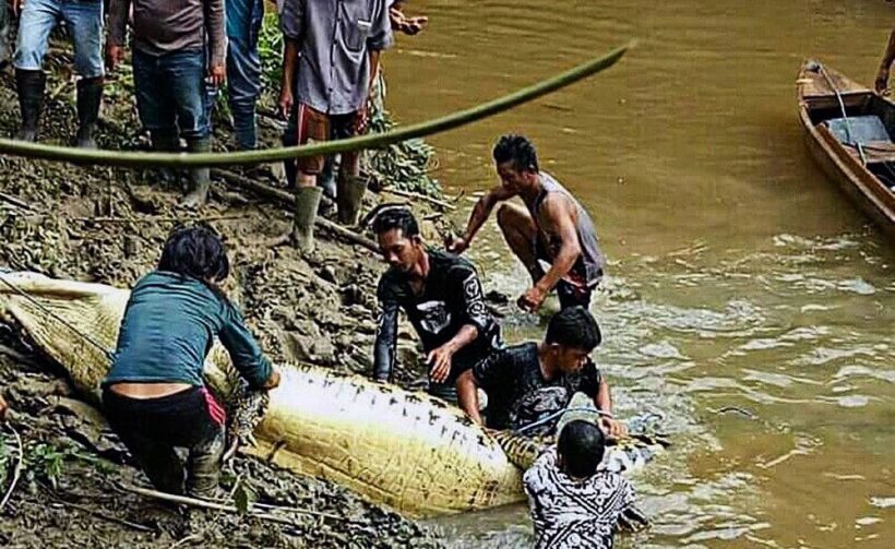 Indonesian croc attack kills man