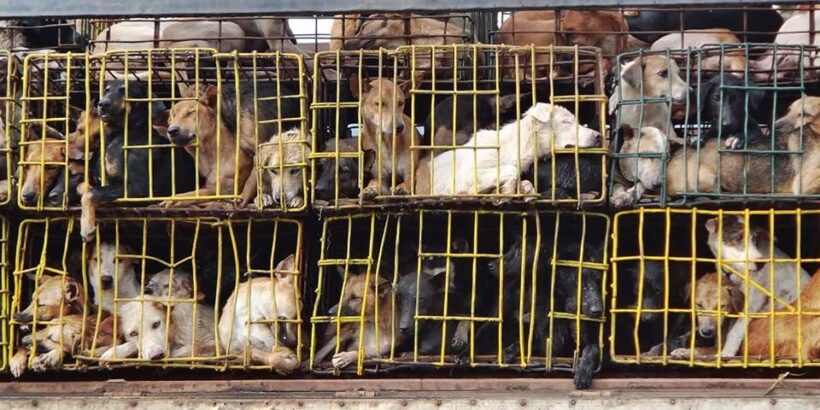 Soi Dog congratulates the Hanoi people’s committee ban on dog and cat meat trade