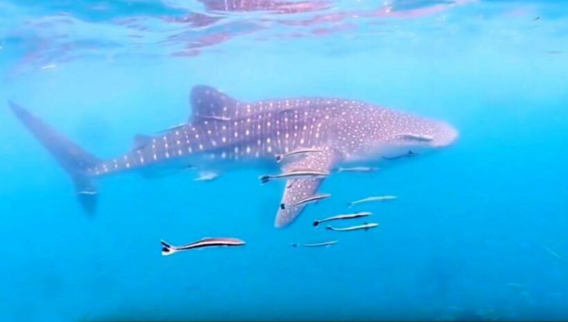 Four whale sharks hunting off Prachuap Khiri Khan