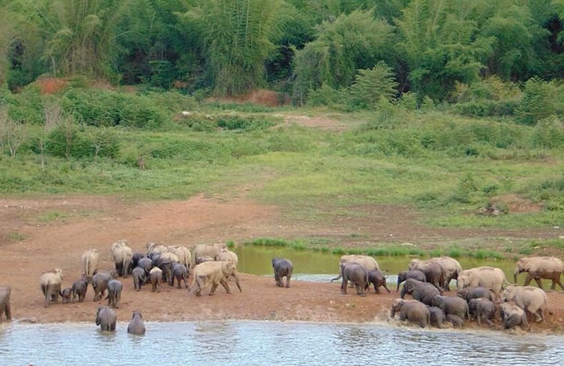 Mother and baby elephant found dead in national park