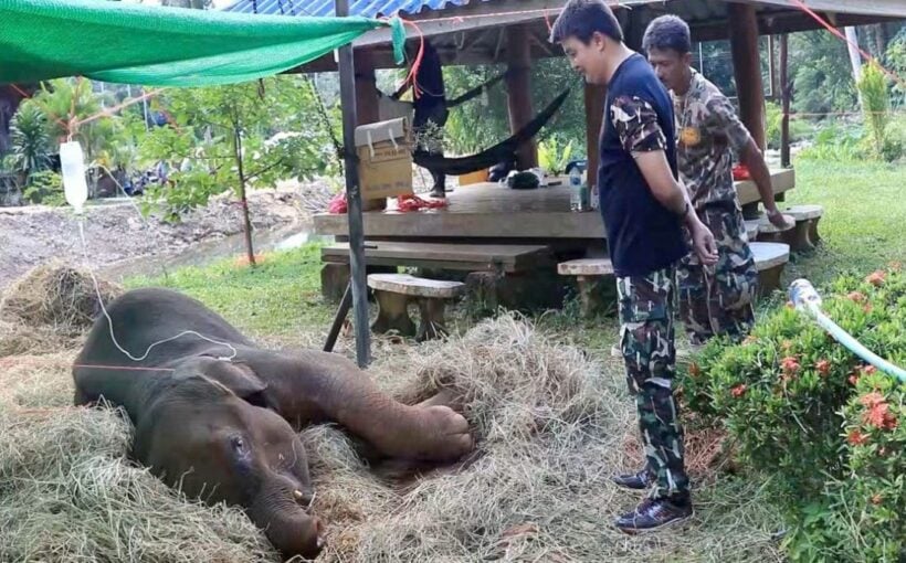 Baby elephant rescued from muddy pit in Chumpon