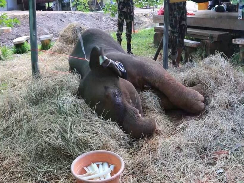 Baby elephant rescued from muddy pit in Chumpon | News by Thaiger