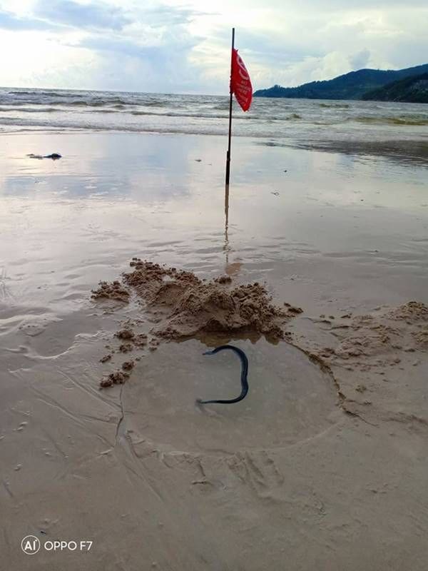 Injured sea snake found on Patong Beach