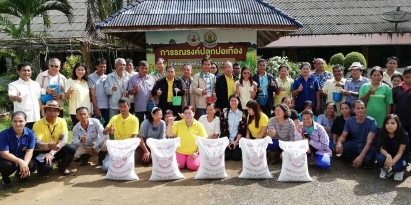 กระบี่ รณรงค์ปลูกปอเทืองเหลือง ขับเคลื่อนงานวันดินโลก 5 ธันวา | The Thaiger