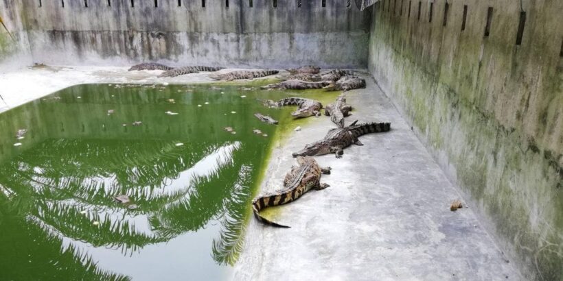 Crocodile farms in Krabi checked after wandering croc captured