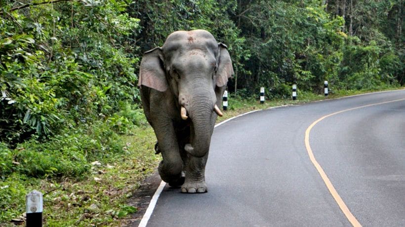 Two killed and nine injured in van and wild elephant collision