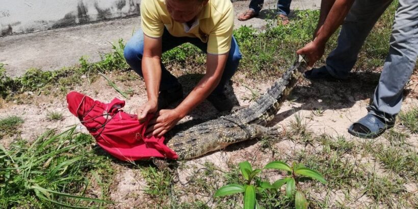 Two metre crocodile caught in Krabi