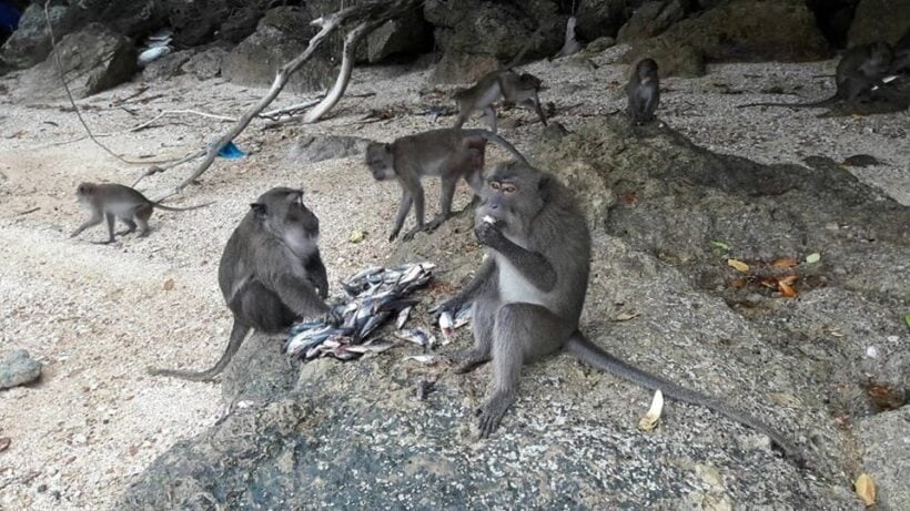Koh Payu macaques have fruit and fish feast | News by Thaiger