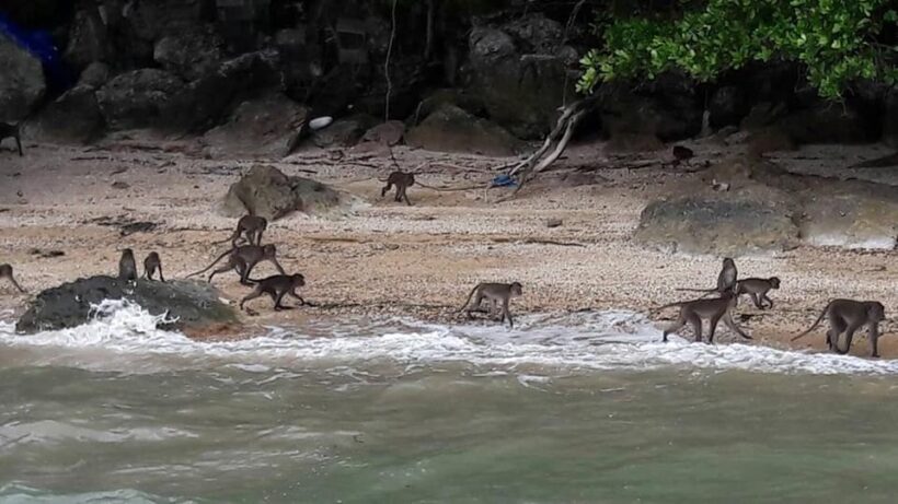 Koh Payu macaques have fruit and fish feast