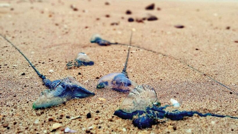 Swimmers stung by Bluebottles on Patong Beach