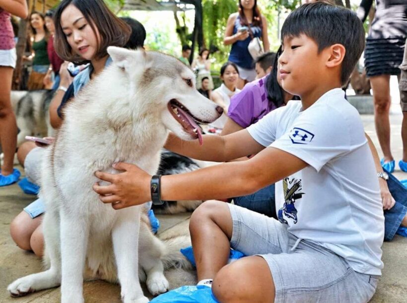 Poll shows most agree 450 baht pet registration fee too high