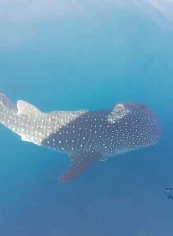 Whale shark sighted off Koh Racha