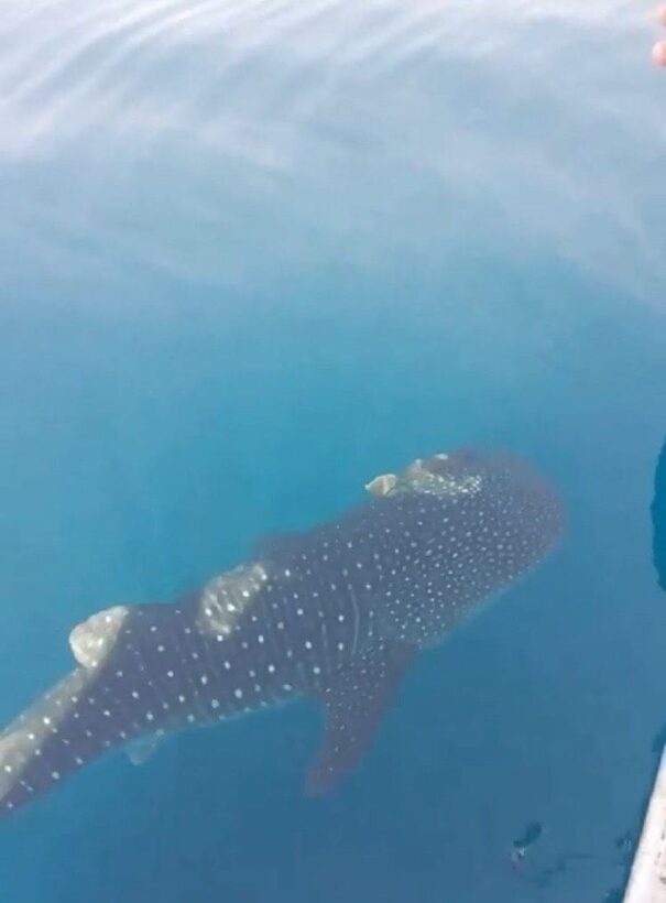 Whale shark sighted off Koh Racha | Thaiger